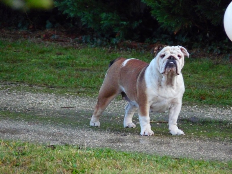 Esbury De kalinka des roches blanches